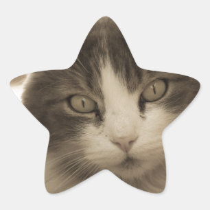 Vackert Cat i Sepia Stil Stjärnformat Klistermärke