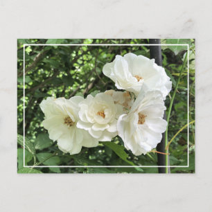 Vackert Chic-vykort för Vit ros -Blommigt Helg Vykort