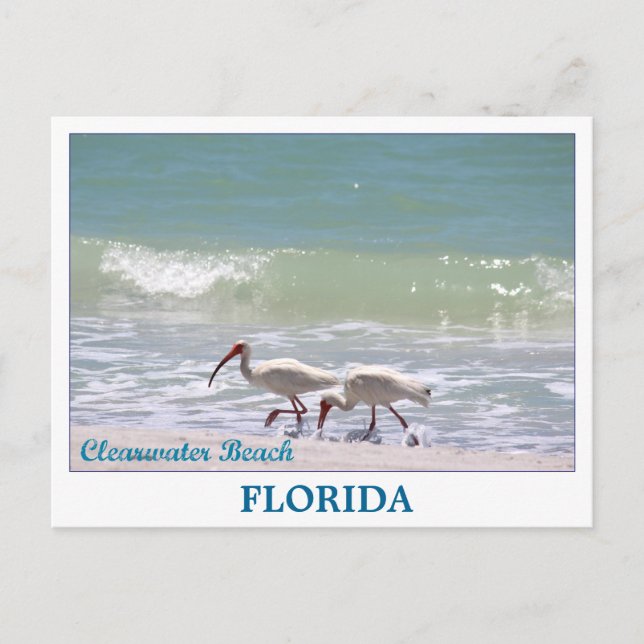 Vackert Clearwater Beach Florida-vykort Vykort (Framsida)