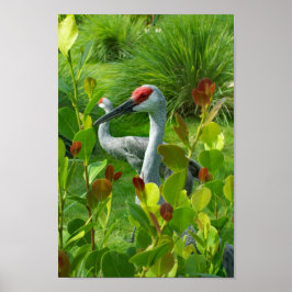 Vackert Crane Bird Photograph Poster