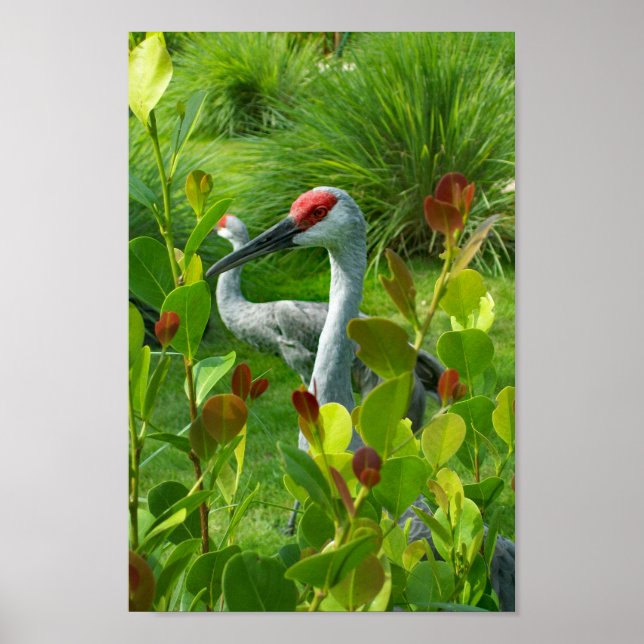 Vackert Crane Bird Photograph Poster (Framsidan)