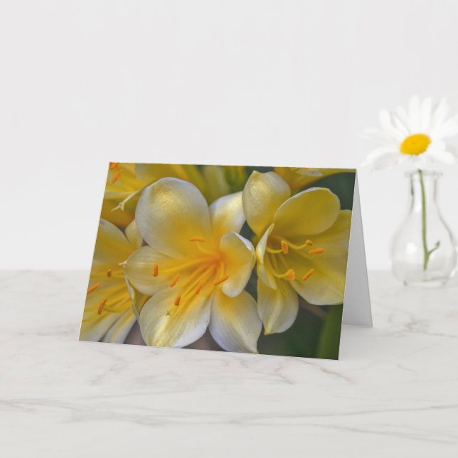 Vackert Cream Gult Guld Lily Flowers Art Card Kort (Liten växt)