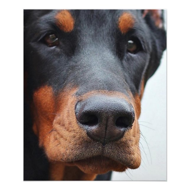 Vackert Doberman Pinscher Fototryck (Framsidan)