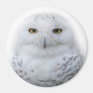 Vackert, Dreamy och Serene Snowy Uggla Magnet
