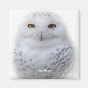Vackert, Dreamy och Serene Snowy Uggla Magnet