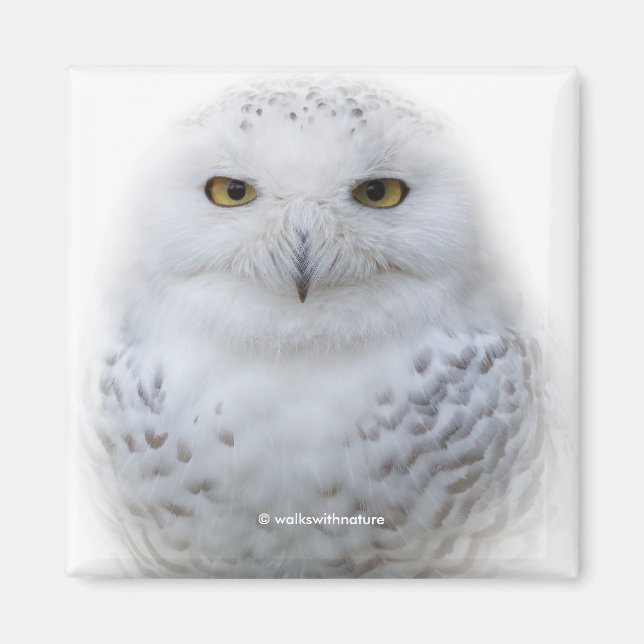 Vackert, Dreamy och Serene Snowy Uggla Magnet (Framsidan)