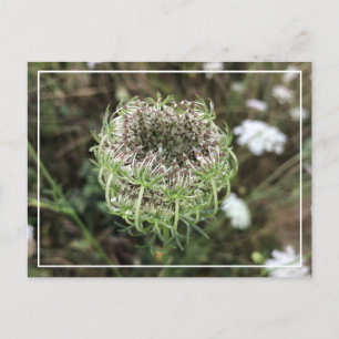 Vackert drottning Anne's Snöre Söt Blommigt Postca Helg Vykort