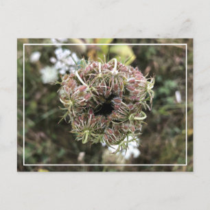 Vackert drottning Anne's Snöre Söt Blommigt Postca Helg Vykort