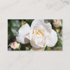 Vackert, elegant vit ros blomsterprofessionell visitkort