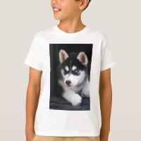 Vackert en blå Öga Siberian husky 2