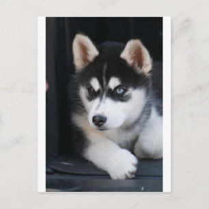 Vackert en blå Öga Siberian husky 2 Vykort