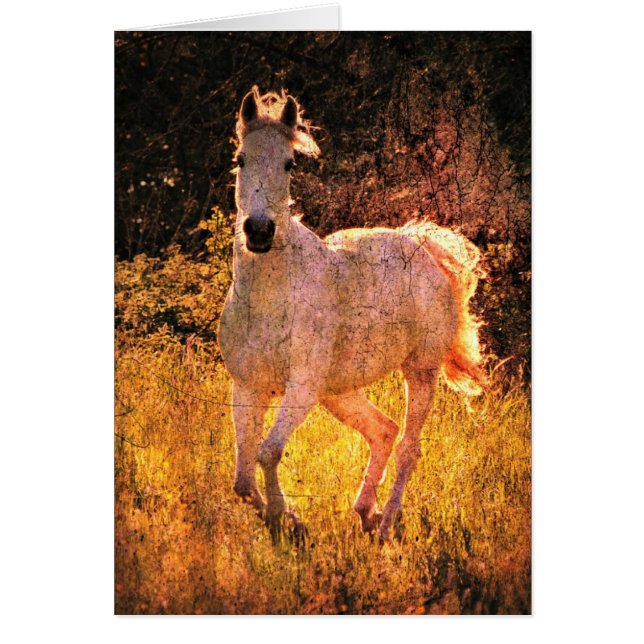 Vackert Equine Hälsningskort (Framsidan)