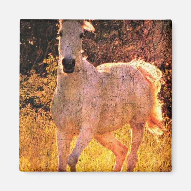 Vackert Equine Magnet (Framsidan)