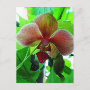 Vackert Exotic Orchid-foto Vykort