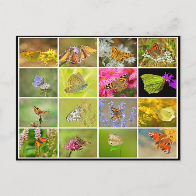 Vackert, färglöst fjärilshus-kollage vykort (Framsida)