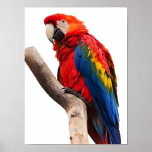 Vackert färgstarkt Scarlet Macaw Parrot Bird Poster