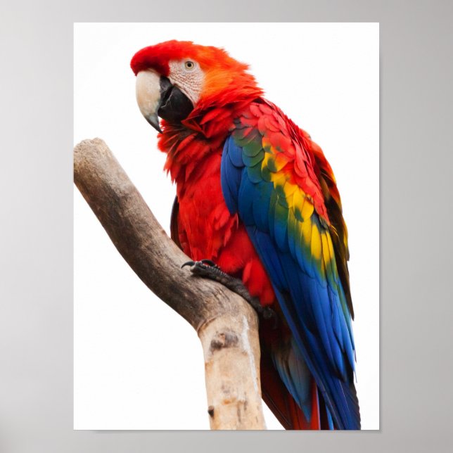 Vackert färgstarkt Scarlet Macaw Parrot Bird Poster (Framsidan)