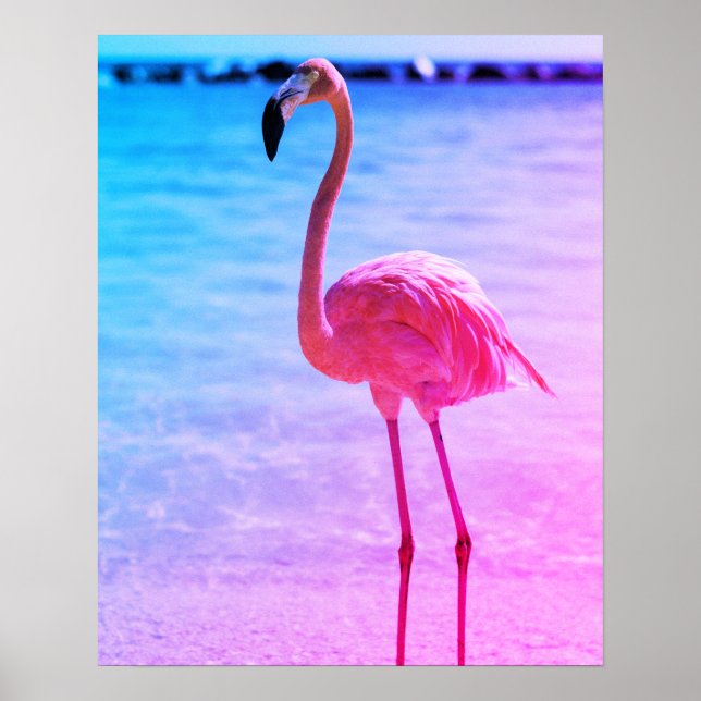 Vackert Flamingo i Vatten på en beach Poster (Framsidan)