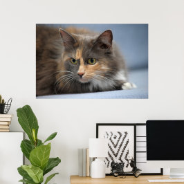 Vackert fluffy Pet Cat på Grått Blue Background Poster