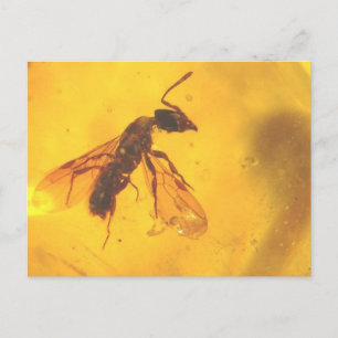 Vackert fossilt avfall i ett bärnstensfärgat foto vykort