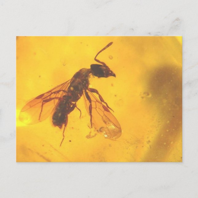 Vackert fossilt avfall i ett bärnstensfärgat foto  vykort (Framsida)