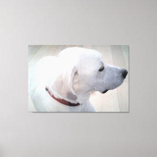 Vackert foto av White Labrador Mix Hund Profile Canvastryck