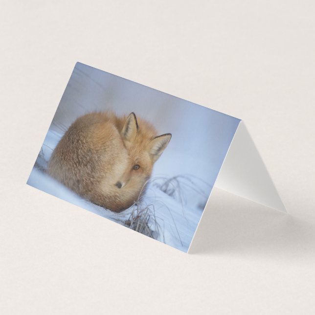 Vackert fox-blankkort kort (Framsida)