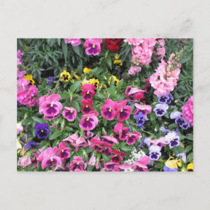 Vackert Garden-vykort Vykort