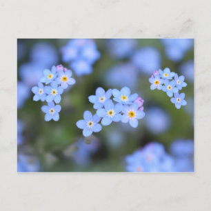 Vackert, glöm inte blommor, vykort