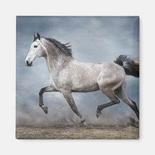 Vackert Grått Horse Dramatic Himlar Sandy Ligcape Magnet