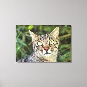 Vackert grönt-ögonögd grått tabby katt-närhet canvastryck