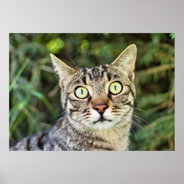 Vackert grönt-ögonögd grått tabby katt-närhet poster (Framsidan)