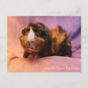 Vackert Guineas Gris vykort