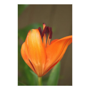 Vackert halvblomning gyllene tigerlilja fototryck