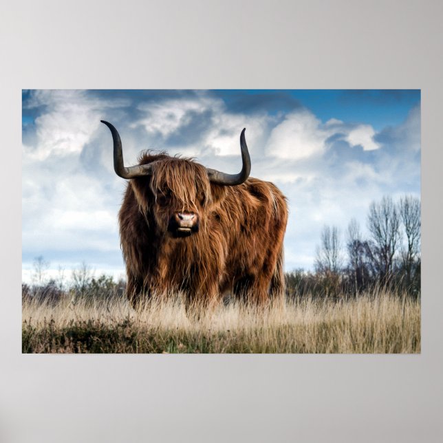 Vackert Highland Cattle Poster (Framsidan)