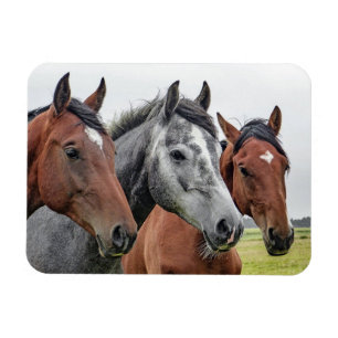 Vackert Horse Magnet