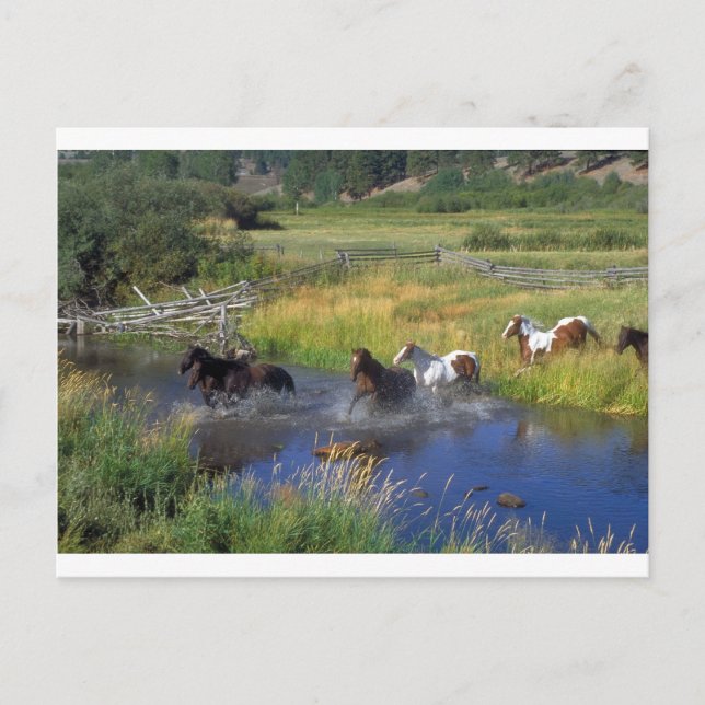 Vackert Horse Ranch Destiny Nature Vykort (Framsida)