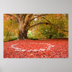 Vackert hösten Fall Nature Fairy Ring Poster