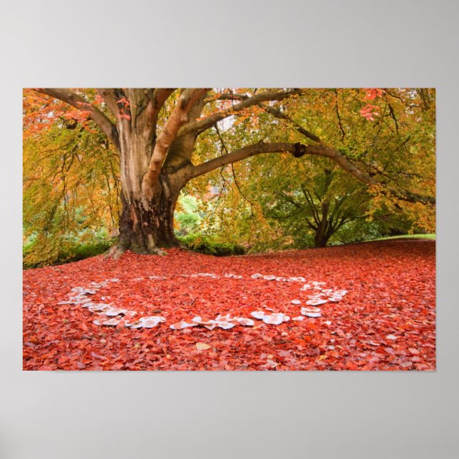 Vackert hösten Fall Nature Fairy Ring Poster (Framsidan)