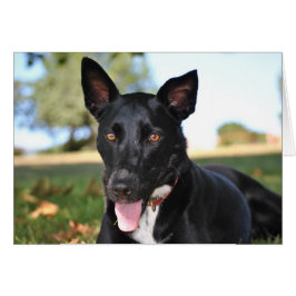 Vackert hund med hassel öga hälsningskort