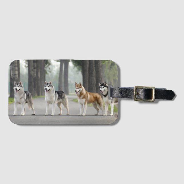 Vackert Husky Hundar på ett naturspår Bagagebricka (Framsida horisontal)