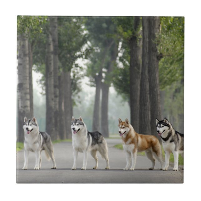 Vackert Husky Hundar på ett naturspår Kakelplatta (Framsidan)