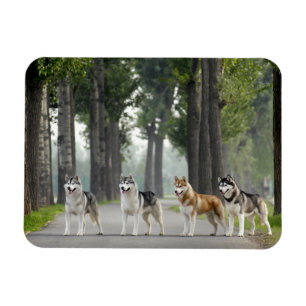 Vackert Husky Hundar på ett naturspår Magnet
