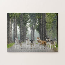 Vackert Husky Hundar på ett naturspår