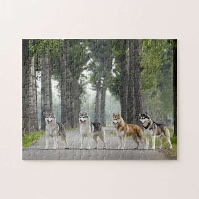 Vackert Husky Hundar på ett naturspår Pussel (Horisontell)