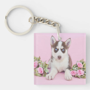 Vackert Husky Puppy med Rosa ros