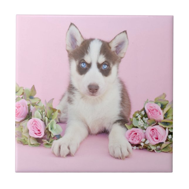 Vackert Husky Puppy med Rosa ros Kakelplatta (Framsidan)