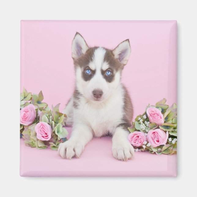 Vackert Husky Puppy med Rosa ros Magnet (Framsidan)