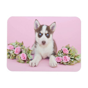 Vackert Husky Puppy med Rosa ros Magnet