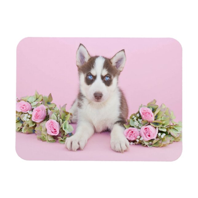 Vackert Husky Puppy med Rosa ros Magnet (Horisontell)